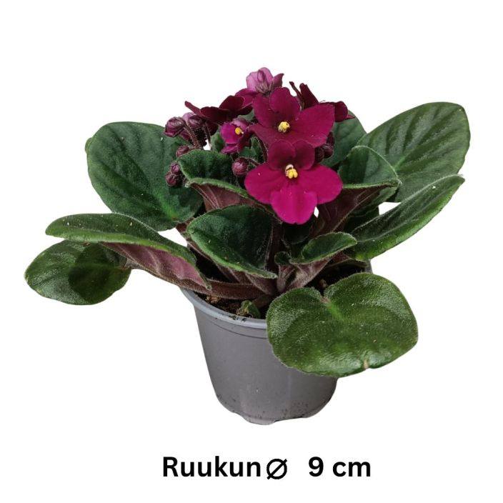PAAVALINKUKKA 'RED' Saintpaulia 'Red' P9 Punakukkainen santtu / LUE KOKO KUVAUS!