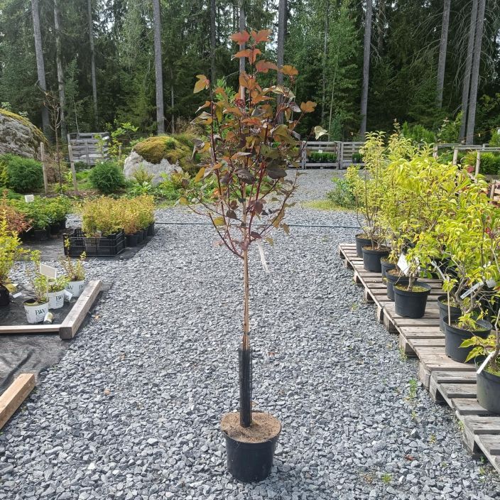 PURPPURAHEISIANGERVO 'LADY IN RED' Physocarpus opulifolius 'Lady in Red' rungollinen  tuotekuva 1