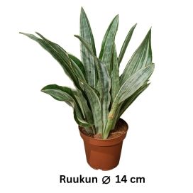 ANOPINKIELI 'MARLOWE' Dracaena (ent. Sansevieria) aubrytniana 'Marlowe' P14