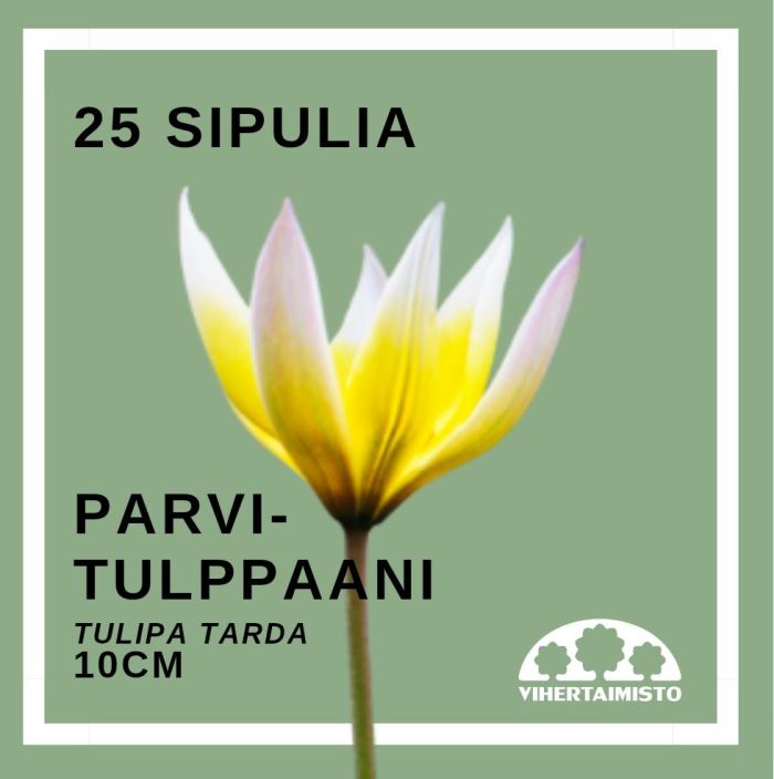 PARVITULPPAANI Tulipa tarda 25 sipulia 25 sipulia pussissa