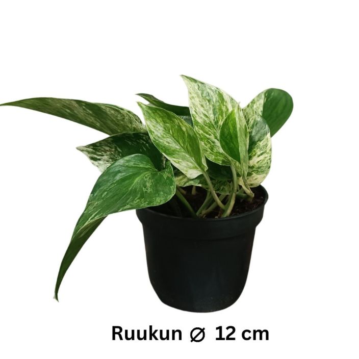 KULTAKOYNNOS 'MARBLE QUEEN' Epipremnum aureum (pinnatum) 'Marble Queen' P12 TULOSSA 10.2. / Kultakoynnoksen lajike, jonka KULTAKOYNNOS 'MARBLE QUEEN' Epipremnum aureum (pinnatum) 'Marble Queen' P12 TULOSSA 10.2. / Kultakoynnoksen lajike, jonka