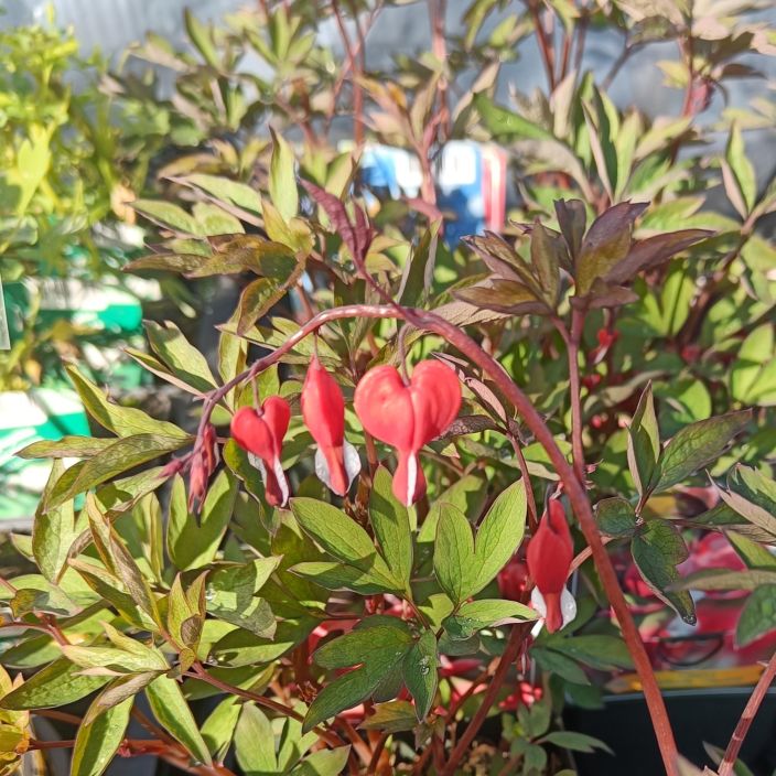 SARKYNYTSYDAN 'VALENTINE' Lamprocapnos spectabilis (ent. Dicentra spectabilis) 'Valentine' P11 Punakukkainen sarkynytsydan SARKYNYTSYDAN 'VALENTINE' Lamprocapnos spectabilis (ent. Dicentra spectabilis) 'Valentine' P11 Punakukkainen sarkynytsydan