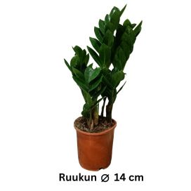 PALMUVEHKA Zamioculcas zamiifolia P14