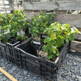 KÖYNNÖSHORTENSIA Hydrangea anomala subsp. petiolaris At 3 L