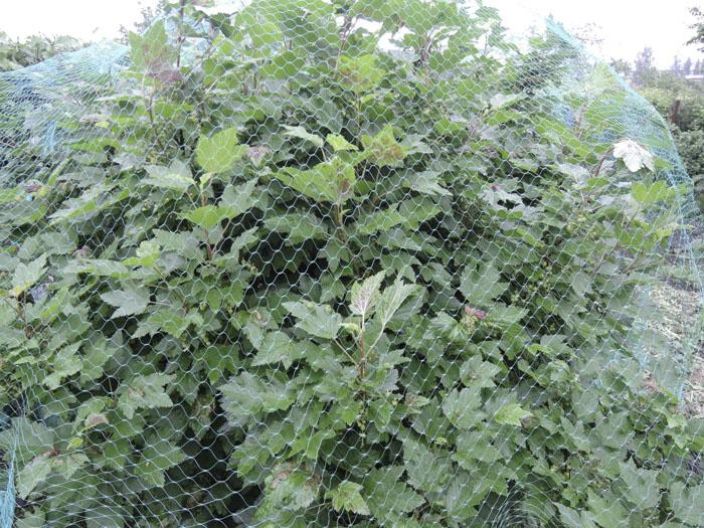 HORTEX Rastasverkko 40 m² HORTEX Rastasverkko 40 m²