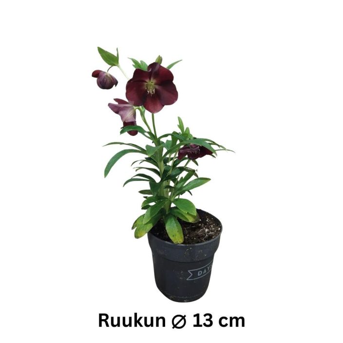 JOULURUUSU Helleborus orientalis mix P13 tuotekuva 1