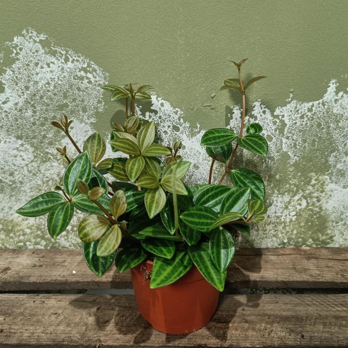 MUORINKUKKA 'ROCCA VIVACE' Peperomia angulata 'Rocca Vivace' P10,5 Raitalehtinen muorinkukka MUORINKUKKA 'ROCCA VIVACE' Peperomia angulata 'Rocca Vivace' P10,5 Raitalehtinen muorinkukka