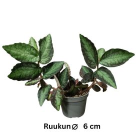 VIHERPANTTERIKÖYNNÖS Pellionia repens P6