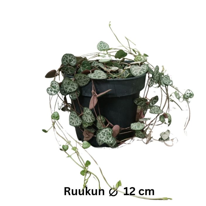 HERTTALYHTY Ceropegia woodii P12 Kasvi, jonka lehdet ovat sydamenmallisia HERTTALYHTY Ceropegia woodii P12 Kasvi, jonka lehdet ovat sydamenmallisia