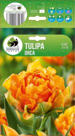 TULPPAANI 'ORCA' Tulipa 'Orca' 5 sipulia