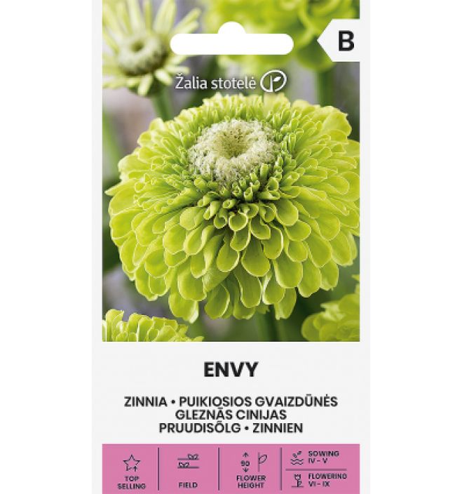 Tsinnia 'Envy' Raikkaanvihrea tsinnialajike Tsinnia 'Envy' Raikkaanvihrea tsinnialajike
