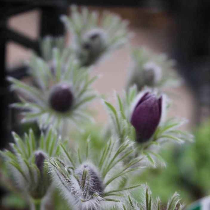 TARHAKYLMANKUKKA Pulsatilla vulgaris P10 Kevaan aikainen kukkija TARHAKYLMANKUKKA Pulsatilla vulgaris P10 Kevaan aikainen kukkija