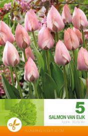 TULPPAANI 'SALMON VAN EIJK' Tulipa 'Salmon van Eijk' 5 sipulia