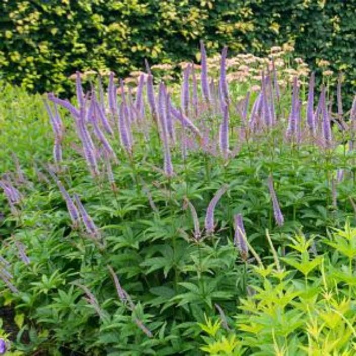 VIRGINIANTADYKE Veronicastrum virginicum P12 TULOSSA MYYNTIIN MYOHEMMIN KESALLA / Sinikukkainen perenna, josta porriaist VIRGINIANTADYKE Veronicastrum virginicum P12 TULOSSA MYYNTIIN MYOHEMMIN KESALLA / Sinikukkainen perenna, josta porriaist