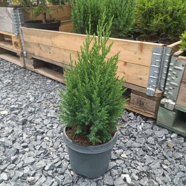 Juniperus chinensis 'Stricta', kiinankataja Pystykasvuinen kataja, sopii myos syksyn ruukkuistutuksiin Juniperus chinensis 'Stricta', kiinankataja Pystykasvuinen kataja, sopii myos syksyn ruukkuistutuksiin