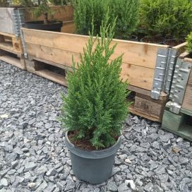 KIINANKATAJA 'STRICTA' Juniperus chinensis 'Stricta' P17