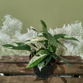 KULTAKÖYNNÖS 'MARBLE KING' Epipremnum pinnatum 'Marble King' P12