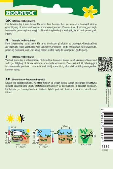 Keräsalaatti 'Merveille des quatre Saisons' Lactuca sativa capitata tuotekuva 1 Keräsalaatti 'Merveille des quatre Saisons' Lactuca sativa capitata tuotekuva 1