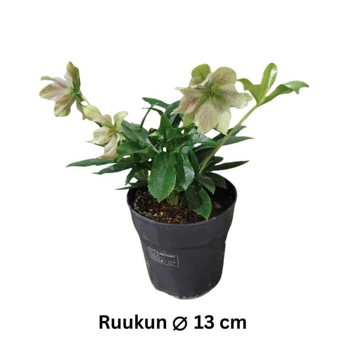 JOULURUUSU Helleborus orientalis mix P13 tuotekuva 2
