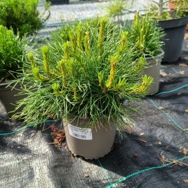 KÄÄPIÖVUORIMÄNTY Pinus mugo 'Pumilio' 15-20 cm