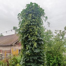 MAGNUMHUMALA Humulus lupulus 'Magnum' AT 2L