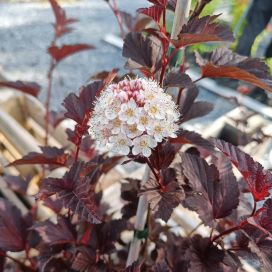 PURPPURAHEISIANGERVO 'LADY IN RED' Physocarpus opulifolius 'Lady in Red' rungollinen 