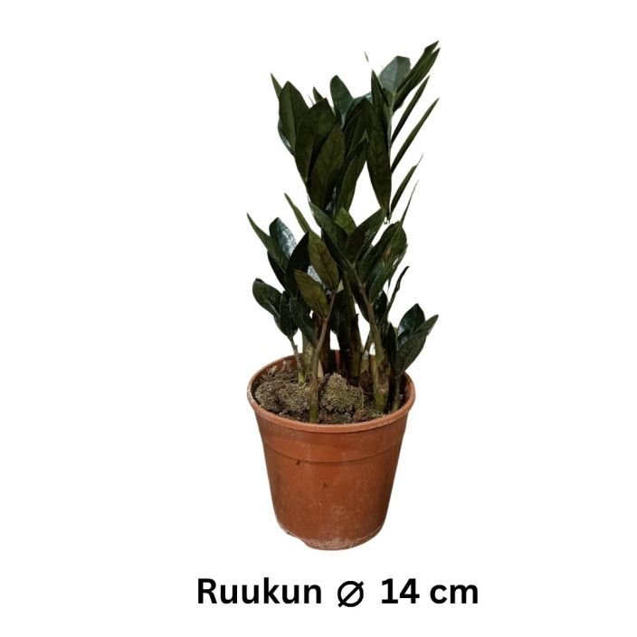 PALMUVEHKA 'RAVEN' Zamioculcas zamiifolia 'Raven' P14 TULOSSA 10.2. / Tummalehtinen palmuvehka PALMUVEHKA 'RAVEN' Zamioculcas zamiifolia 'Raven' P14 TULOSSA 10.2. / Tummalehtinen palmuvehka