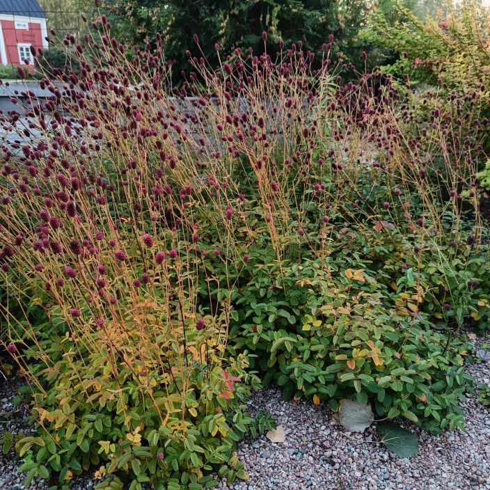 PUNALUPPIO Sanguisorba officinalis 'Tanna' P9 Pampulaisia kukintoja tekeva perenna PUNALUPPIO Sanguisorba officinalis 'Tanna' P9 Pampulaisia kukintoja tekeva perenna