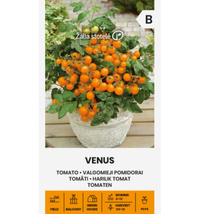 Kirsikkatomaatti 'Venus' Oransseja hedelmia tuottava lajike Kirsikkatomaatti 'Venus' Oransseja hedelmia tuottava lajike