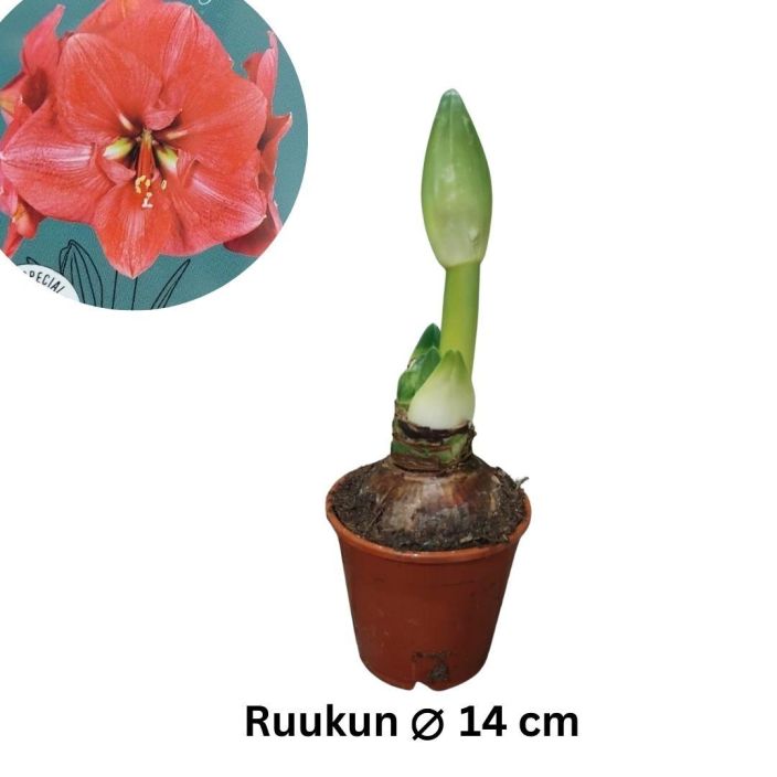 RITARINKUKKA (Amaryllis) 'BOLERO' Hippeastrum 'Bolero' P14 Pinkkikukkainen ritarinkukka / VAIN NOUTO