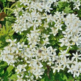 LUMIKÄRHÖ 'SUMMER SNOW' / 'PAUL FARGES' Clematis 'Summer Snow' / 'Paul Farges' AT 2L
