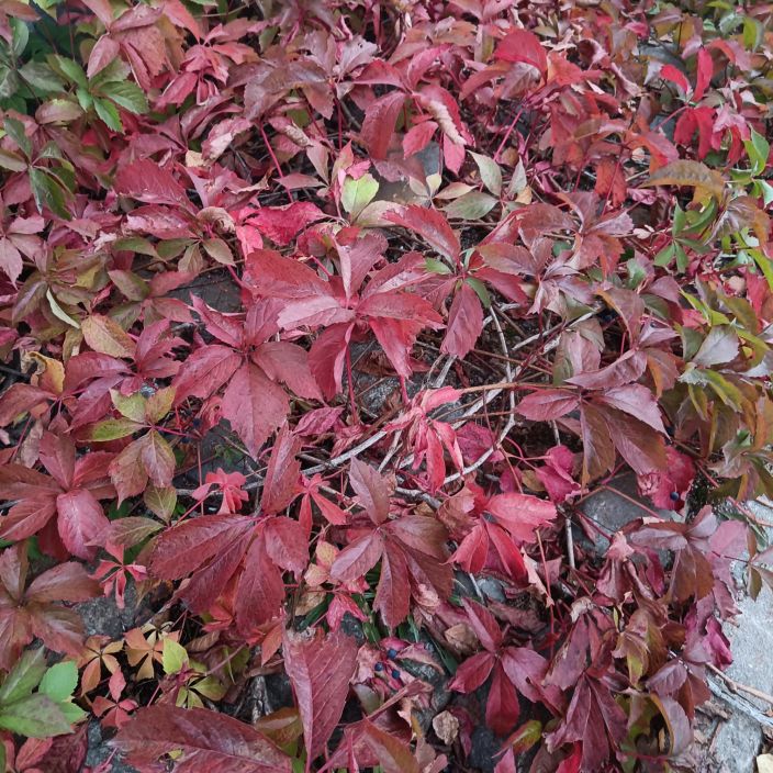 SALEIKKOVILLIVIINI Parthenocissus inserta At 2 L Nayttavan syysvarin omaava kiipeileva koynnos. / VAIN NOUTO SALEIKKOVILLIVIINI Parthenocissus inserta At 2 L Nayttavan syysvarin omaava kiipeileva koynnos. / VAIN NOUTO