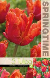 TULPPAANI 'AMAZING PARROT' Tulipa 'Amazing Parrot' 5 sipulia