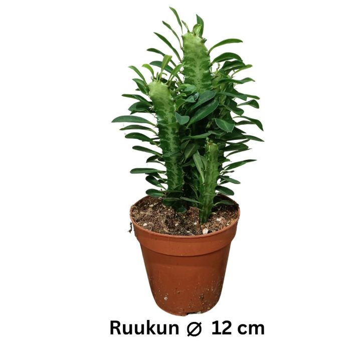 PYLVASTYRAKKI Euphorbia trigona P12 Vihrea tyrakki