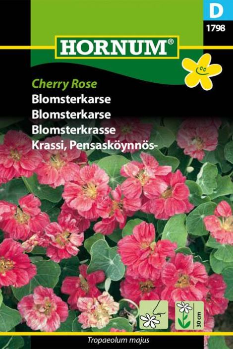 Pensaskoynnoskrassi 'Cherry Rose' Tropaelum majus Pensaskoynnoskrassi 'Cherry Rose' Tropaelum majus