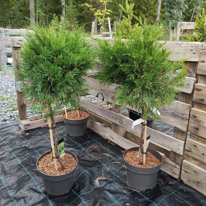 TARHAKATAJA 'MINT JULEP' Juniperus x pfitzeriana 'Mint Julep' runko 40 cm VAIN NOUTO / Ylaviistoon kasvava havupensas