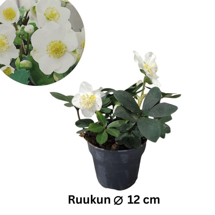 JOULURUUSU 'CHRISTMAS CAROL' Helleborus niger 'CHRISTMAS CAROL' P12 Valkokukkainen jouluruusu