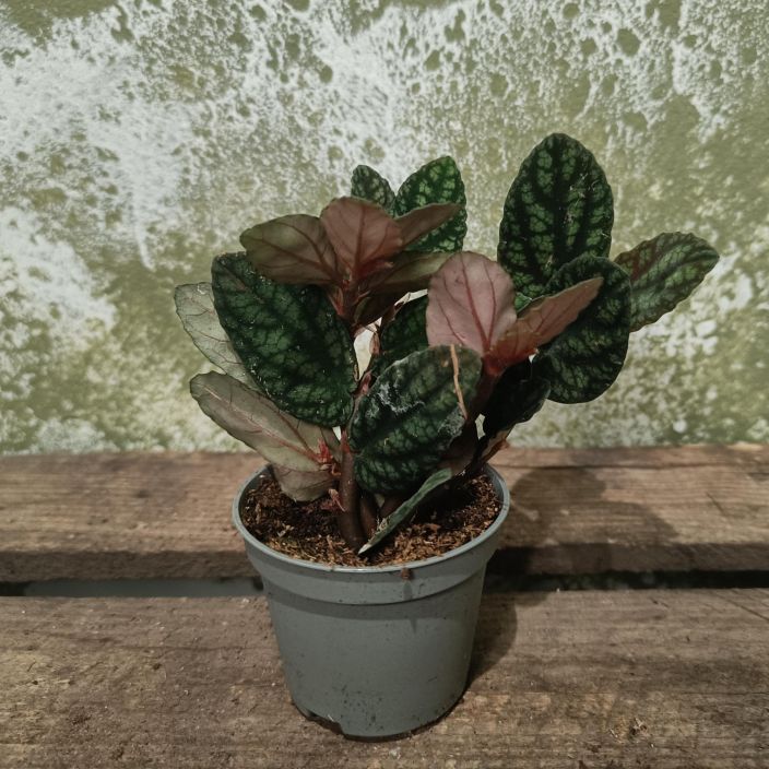 RUSOPANTTERIKOYNNOS Pellionia pulchra P6 HARVOIN TARJOLLA! Nopeakasvuinen koynnoskasvi, jonka lehdissa on kaunista kuviota RUSOPANTTERIKOYNNOS Pellionia pulchra P6 HARVOIN TARJOLLA! Nopeakasvuinen koynnoskasvi, jonka lehdissa on kaunista kuviota