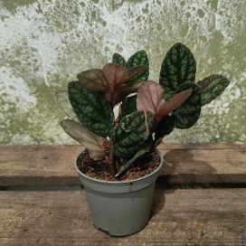 RUSOPANTTERIKÖYNNÖS Pellionia pulchra P6