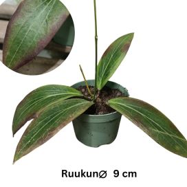 POSLIINIKUKKA Hoya soligamiana P9