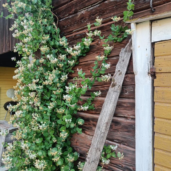 TUOKSUKOYNNOSKUUSAMA Lonicera caprifolium At 2 L Kaunis, monivuotinen koynnoskasvi. VAIN NOUTO TUOKSUKOYNNOSKUUSAMA Lonicera caprifolium At 2 L Kaunis, monivuotinen koynnoskasvi. VAIN NOUTO