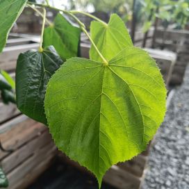 KRIMINLEHMUS Tilia x euchlora