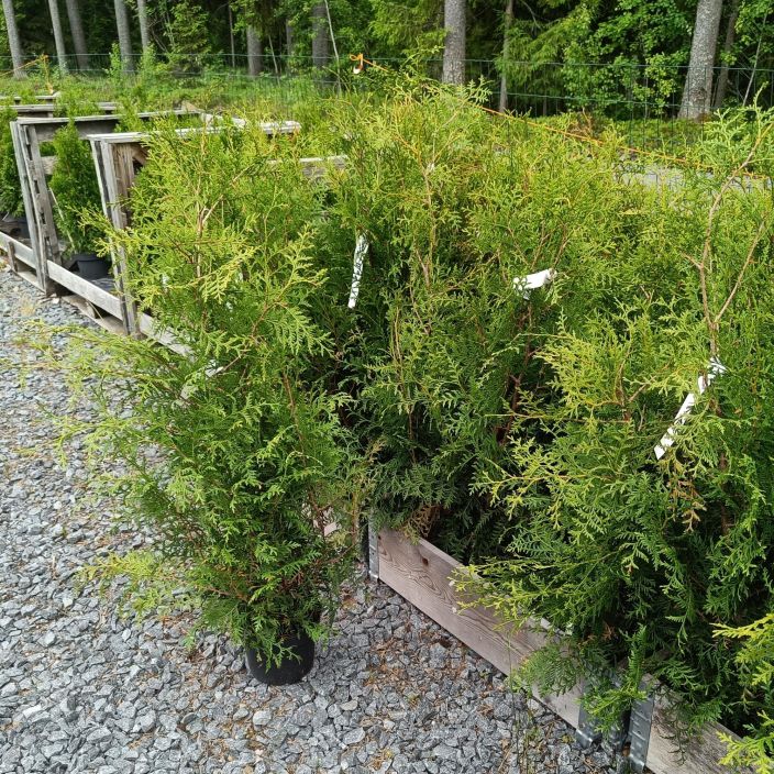 KARTIOTUIJA 'BRABANT' Thuja occidentalis 'Brabant' 80-100 cm astiataimi Yleisin aidoissa kaytetty tuijalajike.