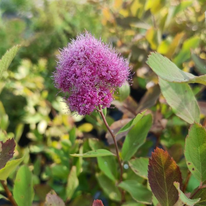 KUNINKAANANGERVO 'KRUUNU' Spiraea x watsoniana 'Kruunu' AT 3L Pinkkina kukkiva, matalahko pensas / VAIN NOUTO KUNINKAANANGERVO 'KRUUNU' Spiraea x watsoniana 'Kruunu' AT 3L Pinkkina kukkiva, matalahko pensas / VAIN NOUTO