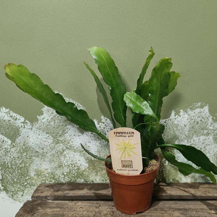 LEHTIKAKTUS 'FRUHLINGSGOLD' Epiphyllum 'Fruhlingsgold' P12 Lehtikaktus, joka tekee keltaisia kukkia