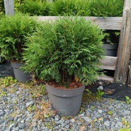 PALLOTUIJA 'WOODWARDII' Thuja occidentalis 'Woodwardii' 40-50 cm