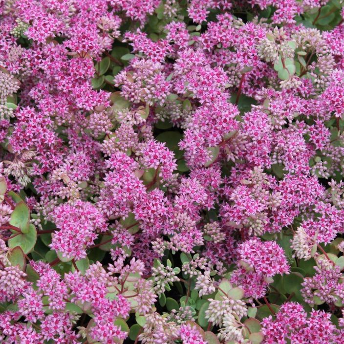 TURKESTANINMAKSARUOHO Hylotelephium ewersii (ent. Sedum ewersii) P10 ENNAKKO! TOIMITUS 6.5 ALKAEN. Maksaruoho, jolla on TURKESTANINMAKSARUOHO Hylotelephium ewersii (ent. Sedum ewersii) P10 ENNAKKO! TOIMITUS 6.5 ALKAEN. Maksaruoho, jolla on