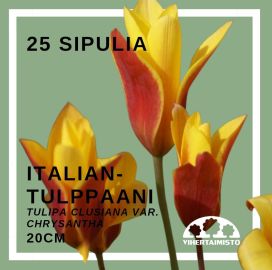 ITALIANTULPPAANI Tulipa clusiana var. chrystantha 25 sipulia