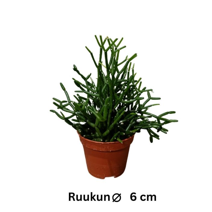 TULITIKKUKAKTUS Hatiora salicornioides P6 Vanhan ajan huonekasvi