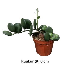 MEHIKASVI Xerosicyos danguyi P8,5